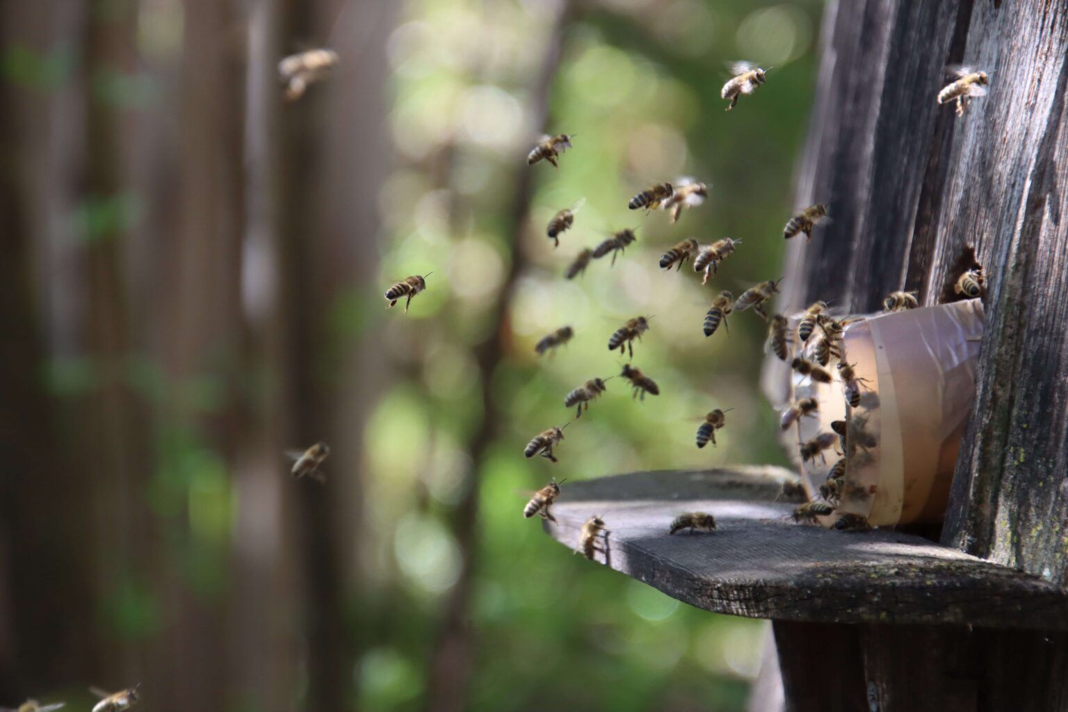 Com chegada da primavera, Juazeiro orienta população sobre presença de enxames de abelhas